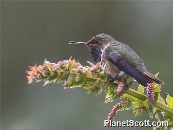 Volcano Hummingbird (Selasphorus flammula) - Male