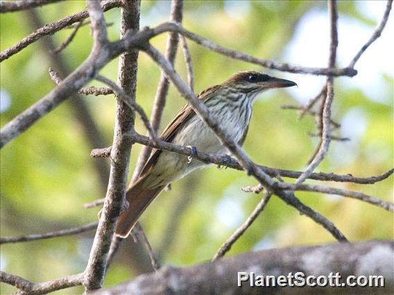 Streaked Flycatcher (Myiodynastes maculatus)