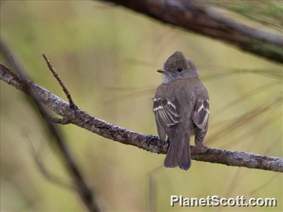 Lesser Elaenia (Elaenia chiriquensis)