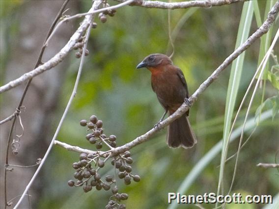 Red-throated Ant-Tanager (Habia fuscicauda) - Male