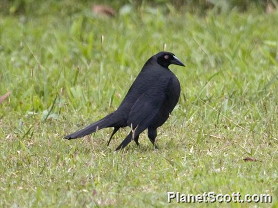 Giant Cowbird (Scaphidura oryzivora)