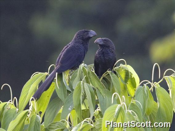 Smooth-billed Ani (Crotophaga ani)