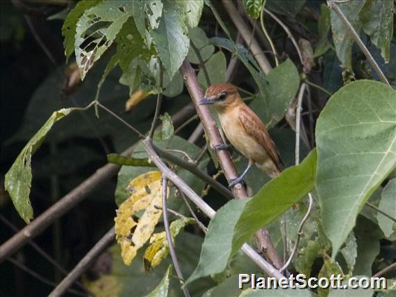 Cinnamon Becard (Pachyramphus cinnamomeus)