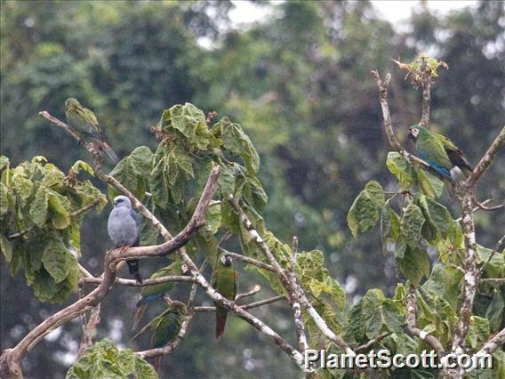 Plumbeous Kite (Ictinia plumbea) and Chestnut Fronted Macaws