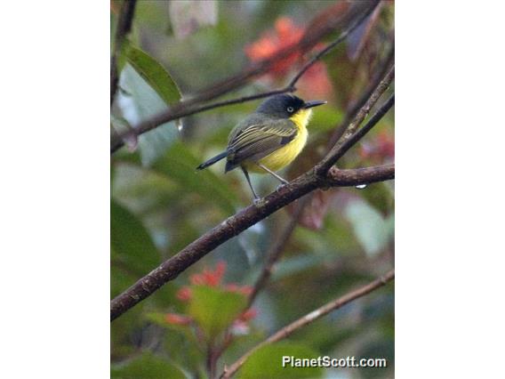 Common Tody-Flycatcher (Todirostrum cinereum)