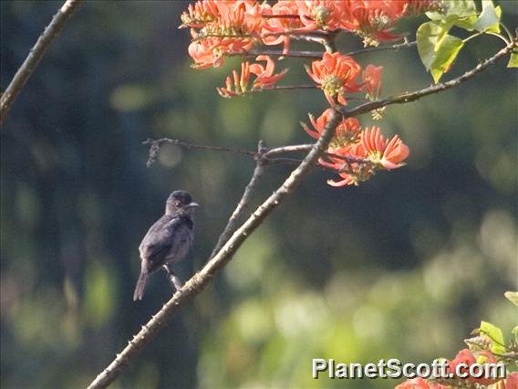 One-colored Becard (Pachyramphus homochrous) - Male