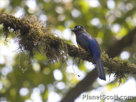 White-tailed Trogon (Trogon viridis) - Male