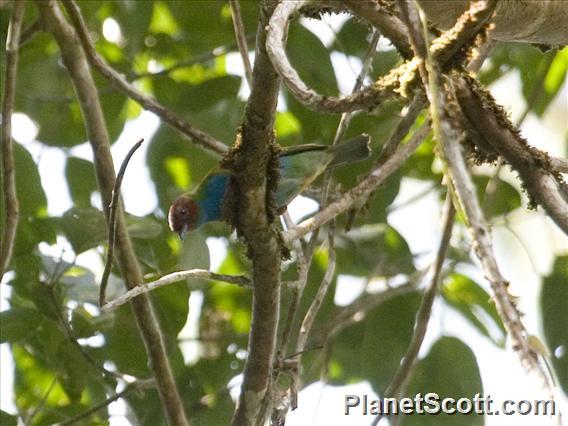 Bay-headed Tanager (Tangara gyrola)