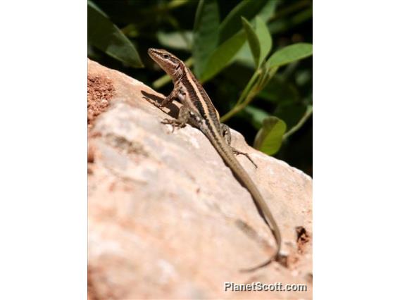 Wall Lizard (Anatololacerta budaki)