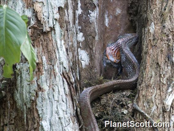 Puffing Snake (Phrynonax poecilonotus)