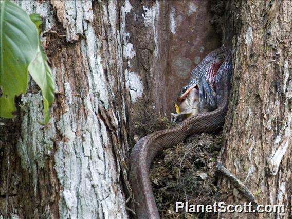 Puffing Snake (Phrynonax poecilonotus)