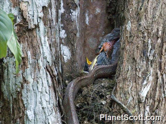 Puffing Snake (Phrynonax poecilonotus)