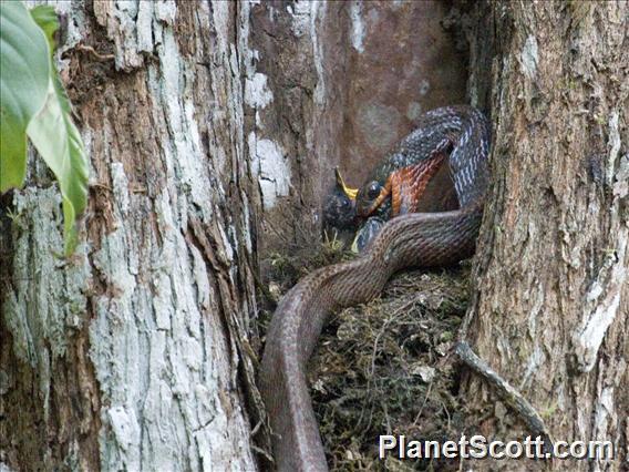 Puffing Snake (Phrynonax poecilonotus)