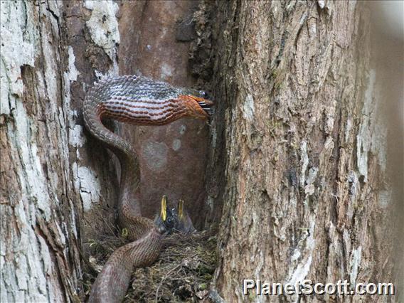 Puffing Snake (Phrynonax poecilonotus)