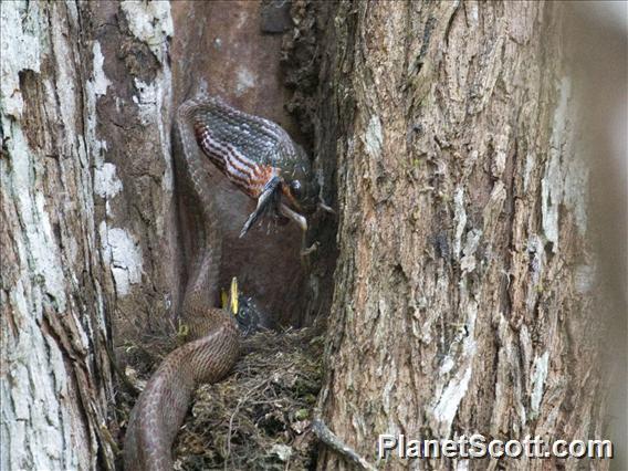 Puffing Snake (Phrynonax poecilonotus)