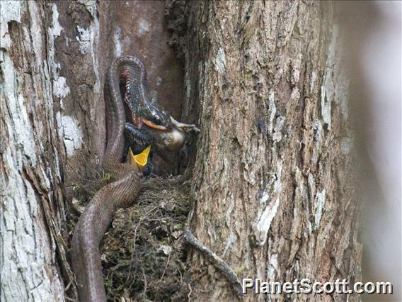 Puffing Snake (Phrynonax poecilonotus)