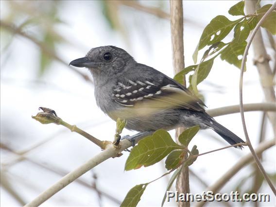 Black-crowned Antshrike (Thamnophilus punctatus)