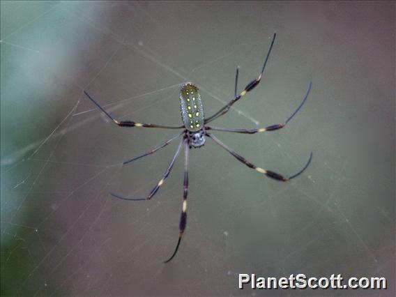 Golden Silk Orb-weaver (Nephila clavipes)