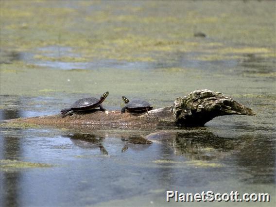 Painted Turtle (Chrysemys picta)