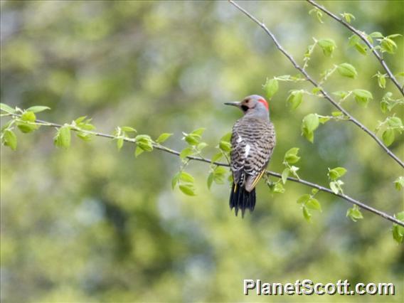 Northern Flicker (Colaptes auratus)