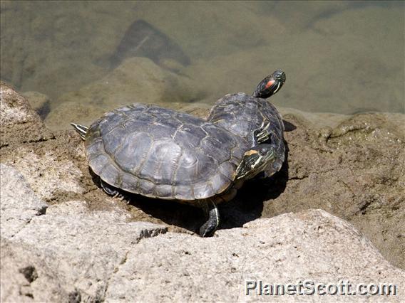 Red-eared Slider (Trachemys scripta)