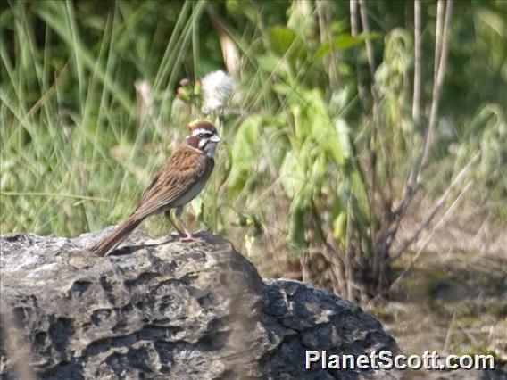 Meadow Bunting (Emberiza cioides) - Female