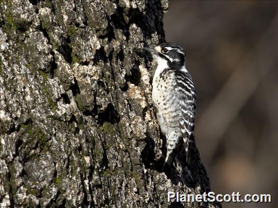 Nuttall's Woodpecker (Picoides nuttallii) - Female