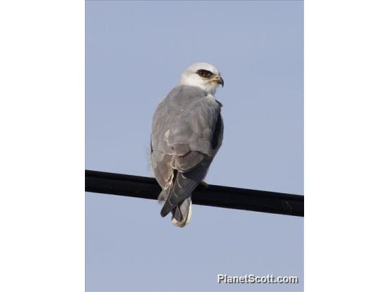 White-tailed Kite (Elanus leucurus)