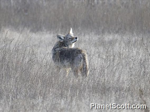 Coyote (Canis latrans)