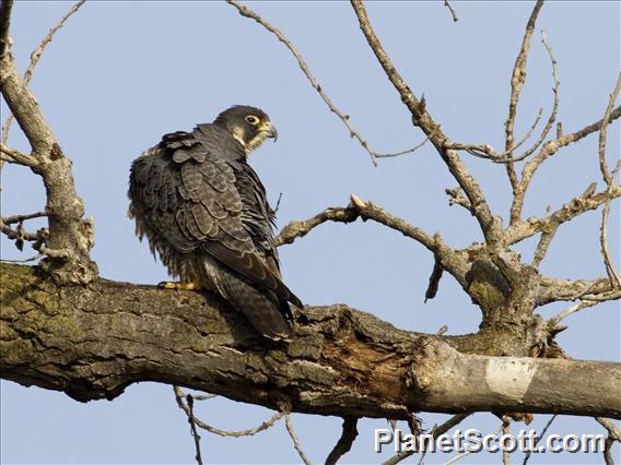 Peregrine Falcon (Falco peregrinus)