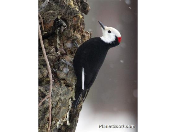 White-headed Woodpecker (Picoides albolarvatus)