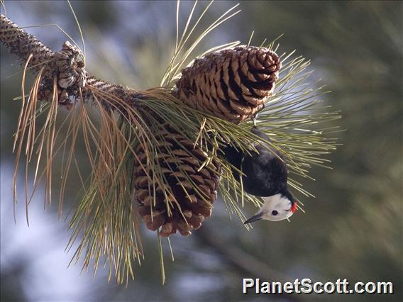 White-headed Woodpecker (Picoides albolarvatus)