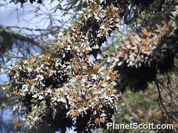 Monarch Butterflies (Danaus  Plexippus)