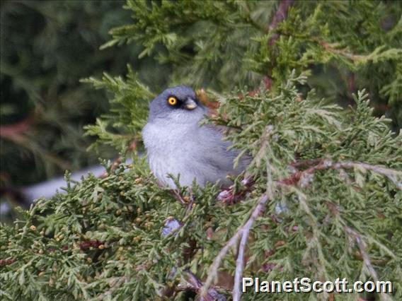 Yellow-eyed Junco (Junco phaeonotus)