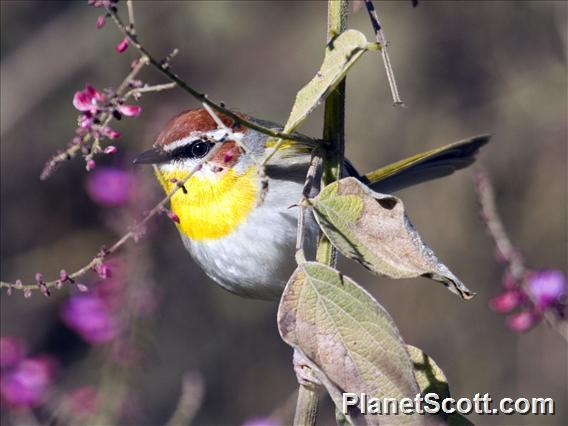 Rufous-capped Warbler (Basileuterus rufifrons)