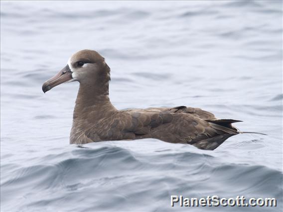 Black-footed Albatross (Diomedea nigripes)