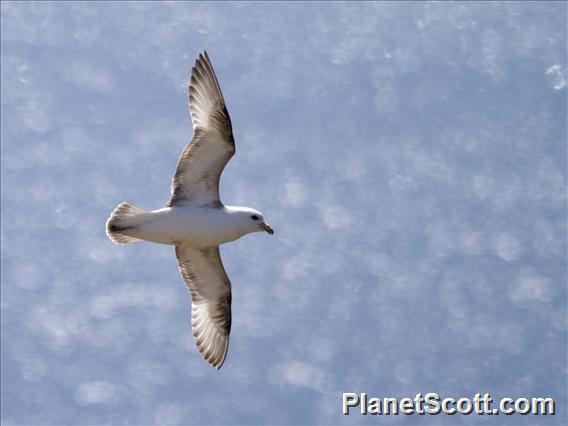 Northern Fulmar (Fulmarus glacialis)