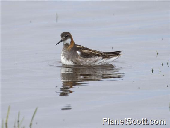 Red-necked Phalarope (Phalaropus lobatus) - Male Breeding