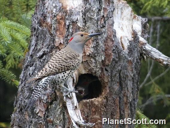 Northern Flicker (Colaptes auratus)