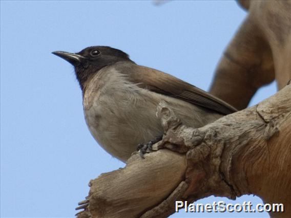 Garden Bulbul (Pycnonotus barbatus)