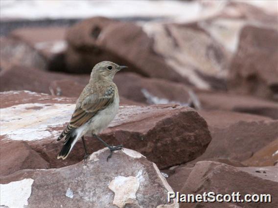 Northern Wheatear (Oenanthe oenanthe)