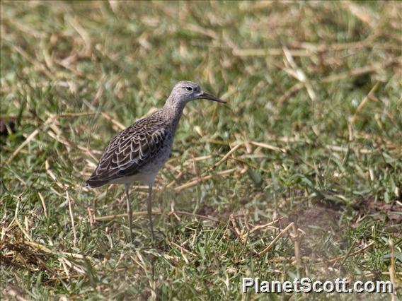 Ruff (Calidris pugnax) - Immature