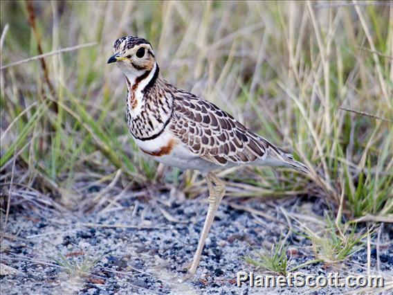 Heuglin's Courser (Rhinoptilus cinctus) (Three-banded Courser)