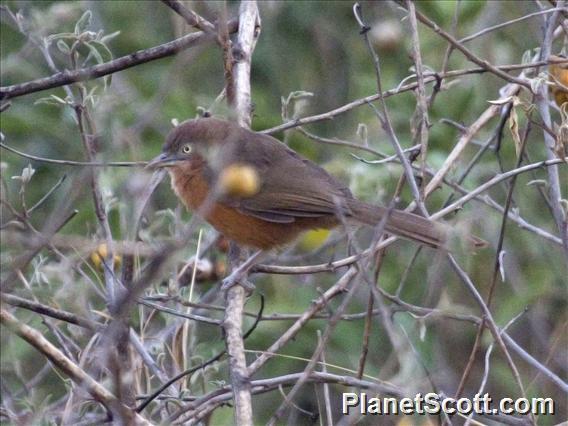 Rufous Chatterer (Turdoides rubiginosus)