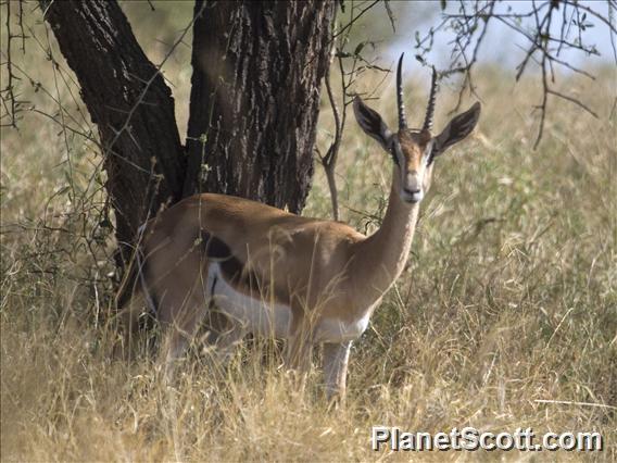 Grant's gazelle (Nanger grantii)