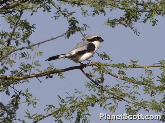 Grey-backed Fiscal (Lanius excubitoroides)