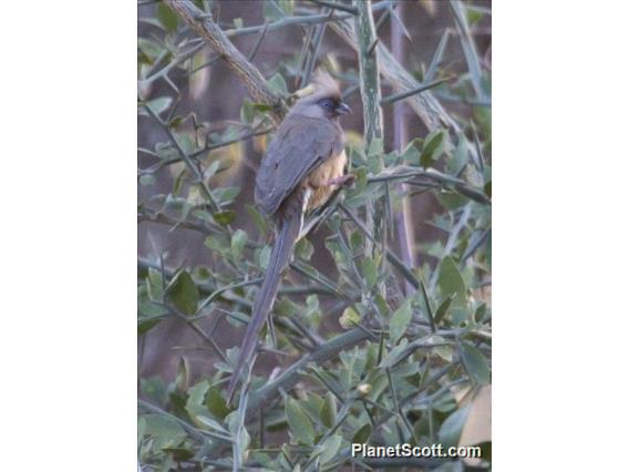 Speckled Mousebird (Colius striatus)