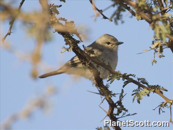 Large Flycatcher (Bradornis microrhynchus)