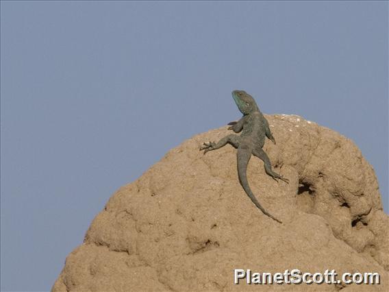 Blue-headed Tree Agama (Acanthocercus atricollis)