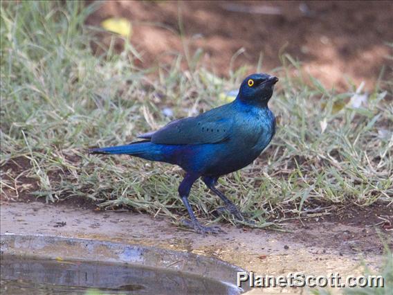 Greater Blue-eared Glossy-Starling (Lamprotornis chalybaeus)